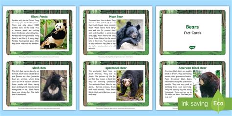 Bear Fact Cards | Primary Teaching Resources (Teacher-Made)