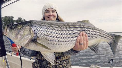 Stripers occupy November spotlight at Lake Gaston - Carolina Sportsman