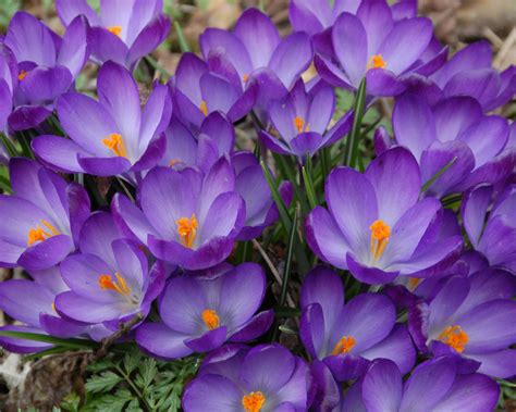 Crocus tommasinianus 'Ruby Giant' bulbs — Buy online at Farmer Gracy