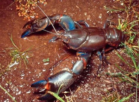 Common Yabbie | Biodiversity of the Western Volcanic Plains