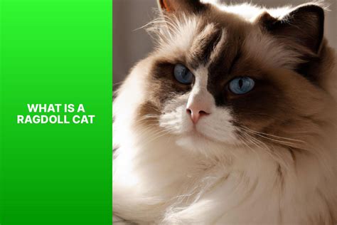 Discovering the Charm of a Ragdoll Cat – Everything You Need to Know - All about Cats