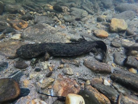 Hellbender, Davidson River, NC. North America’s largest aquatic ...