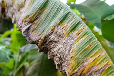 Enfermedad Del Plátano Síntomas De Sigatoka Negra En El Follaje Del Plátano Planta Infectada Por ...