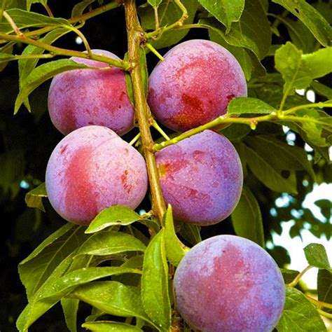 Methley Plum Tree – 5EOB.FARM