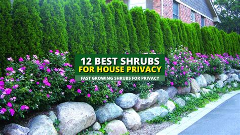 12 Cheap Fast Growing Privacy Trees, Hedges And Shrubs - Green Garden Facts