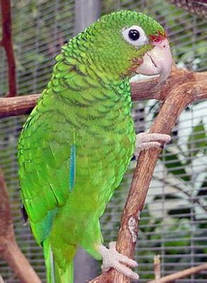 Ten Critically Endangered Parrots | The Random Science