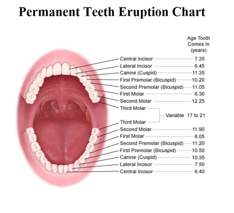 Eruption Chart Permanent Teeth