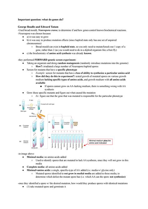 Week 2 Lecture: Molecular biology experiments - Sc/Biol 3110 - Yorku - Studocu