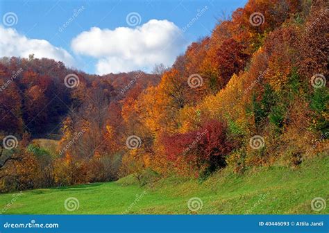 Autumn Forest In The Carpathian Mountains, Romania Stock Image - Image ...