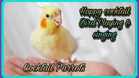 Happy cocktail Bird singing & Dancing | cocktail Bird | cocktail Parrot | cockatiel Bird | - YouTube