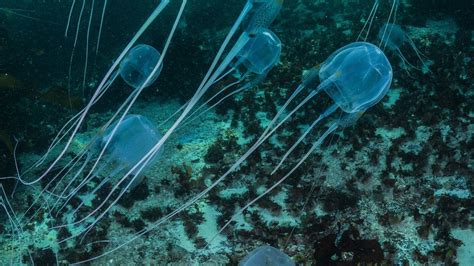 TIL that Box Jellyfish venom is so powerful, human victims have been known to go into shock and ...