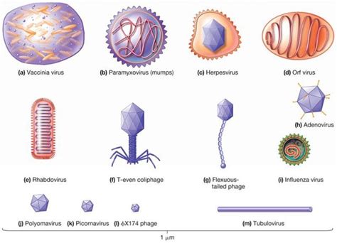 Viruses And Virus Evolution Part1 Youtube