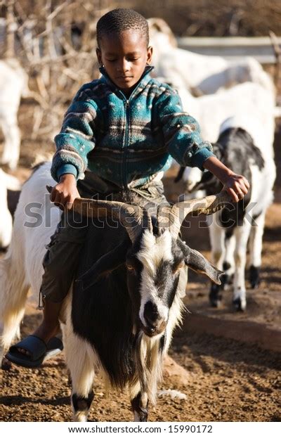 Traditional African Motorbike Child Riding Goats Stock Photo 15990172 ...