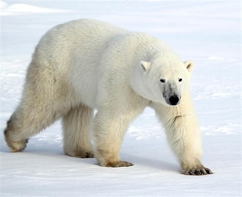 Large Male Polar Bear on the Tundra Photograph by Carole-Anne Fooks - Fine Art America