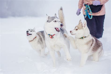 Puppies Playing in the Snow Husky Stock Image - Image of child, breed ...