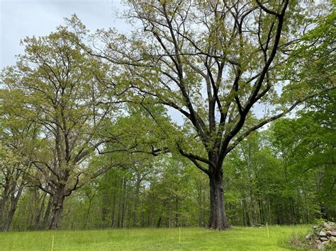 How to Plant an Oak (and Why You Should) - Conserving Carolina