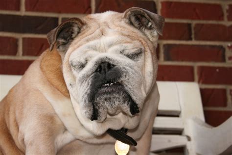 Raising Awareness about English Bulldog Health Problems | PetHelpful