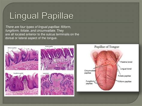 Oral cavity anatomy and histology