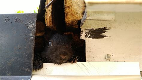 Coquitlam Wildlife Removal: 3 Signs of Squirrel Infestation