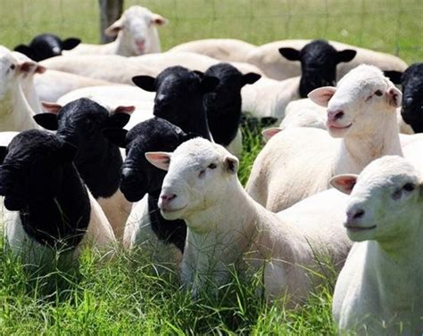 Commercial Sheep Meat Production - Tobago Hospitality and Tourism Institute