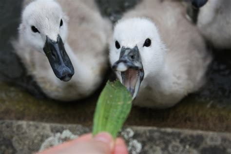 more swan babies by Noddey on DeviantArt