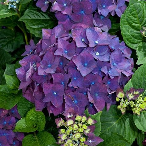 Hydrangea macrophylla 'Deep Purple' 6" Pot - Hello Hello Plants