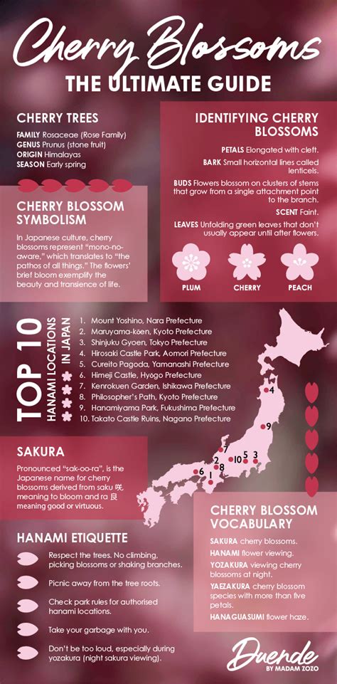 Cherry Blossoms Meaning & Symbolism - The Ultimate Guide | Cherry blossom japan, Cherry blossom ...