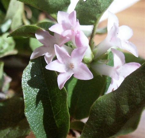 On May 1 1918 Massachusetts Decreed That The Mayflower Epigaea Repens ...