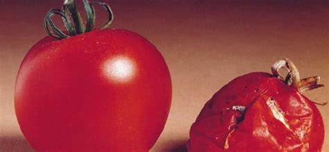 The Flavr Savr Tomato | Aurelio Trevisi