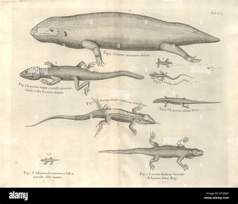 Salamander anatomy hi-res stock photography and images - Alamy