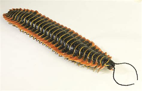 Arthropleura | Dinopedia | FANDOM powered by Wikia