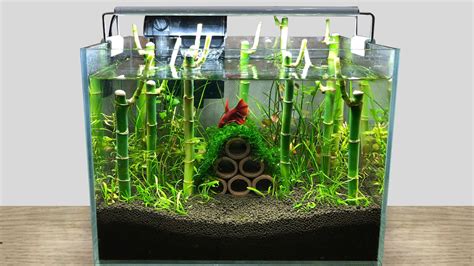 How To Grow Lucky Bamboo Forest in Aquascape Setup Mini Aquarium Fish Tank Decor Ideas MR DECOR ...