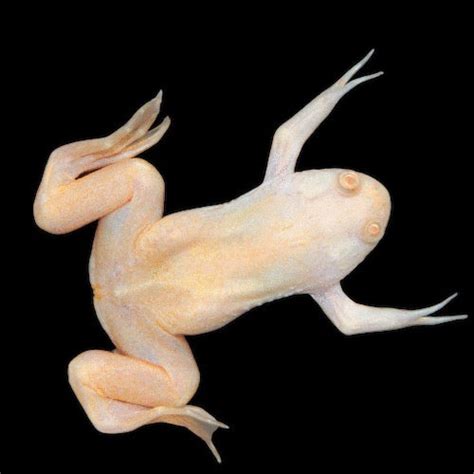 Albino African Clawed Frog