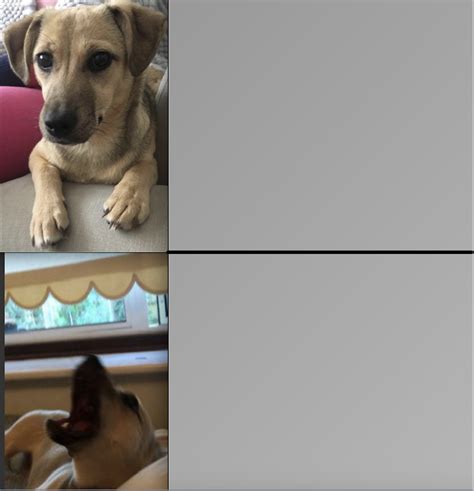 Dog Going Mad Blank Template - Imgflip