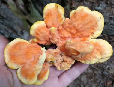 Chicken Of The Woods Identification: Pictures, Habitat, Season & Spore Print | Laetiporus sulphureus