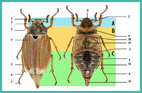 All About Beetles | HubPages