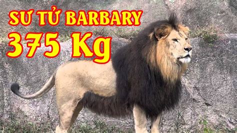 Sư tử Barbary - Barbary lion - Loài sư tử lớn nhất trong các loài sư tử ...