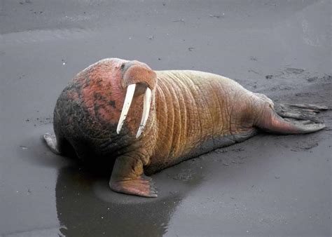 Free picture: walrus, animal, male, details, photo