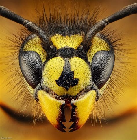 Amazing Macro Insect Photography by Dusan Beno Photos – 035 | Scopecube