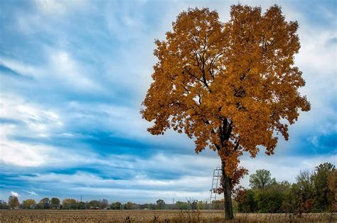 2024's 10 Hickory Tree Symbolism Facts & Meaning: Zodiac, Superstitions, Dreams, and Myths