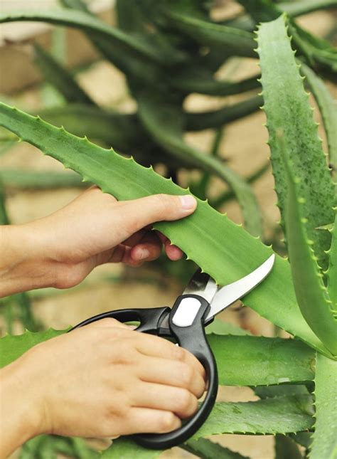 La plante aloe vera - conseils comment entretenir | Trucs et astuces jardinage, Aloes, Bouture ...