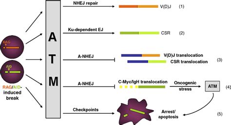 Various roles of ataxia telangiectasia mutated (ATM) in response to ...