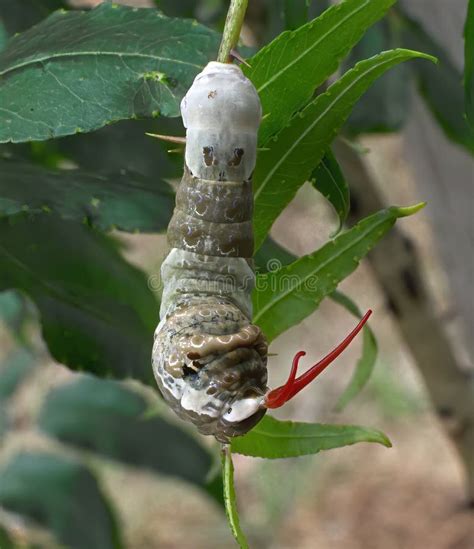 Giant Swallowtail Caterpillar (Papilio Cresphontes) with Defensive Red Osmeterium Showing Stock ...