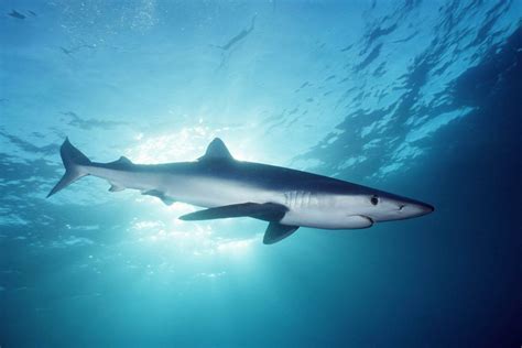 Blue Shark Wallpaper - Animals Town