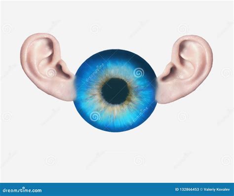 Anatomy Of The Eye And Ear - Anatomy Reading Source