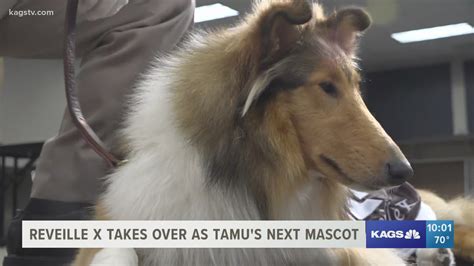 TAMU welcomes new mascot: Reveille X | kagstv.com