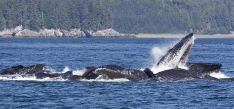 Somerset House - Images. ALASKA, FRESHWATER BAY HUMPBACK WHALES FEEDING