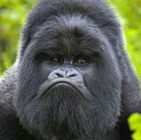 Ten Grumpy Animals Who You Wouldn't Want to Make Angry