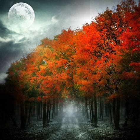 A walk in the woods on a crisp autumn night