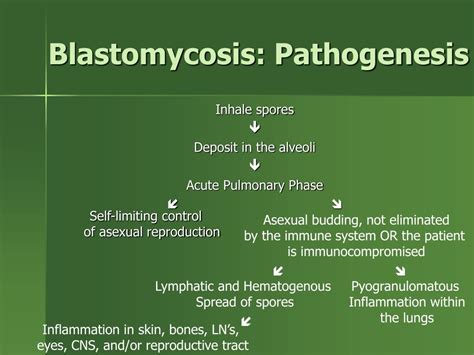 PPT - Systemic Fungal Infections in Small Animals PowerPoint Presentation - ID:6614214